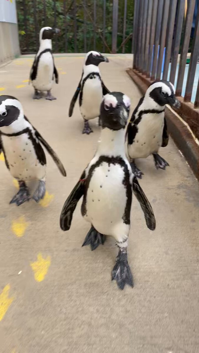 嵐のオンライン配信、大野さんの黒髪と最後の挨拶が話題に