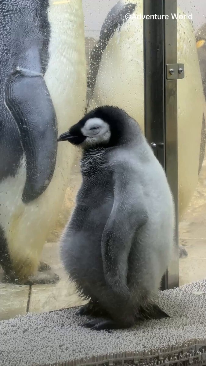 ペンギンネコアアム追加写真確認用 ペンギンネコアアム追加写真確認用