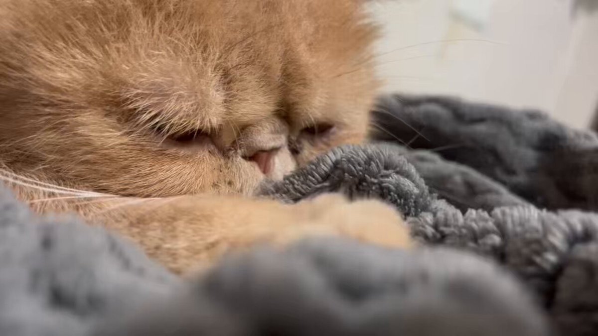 ごましお Delicious Loaded Hotdog Recipe with Velveeta Cheese and