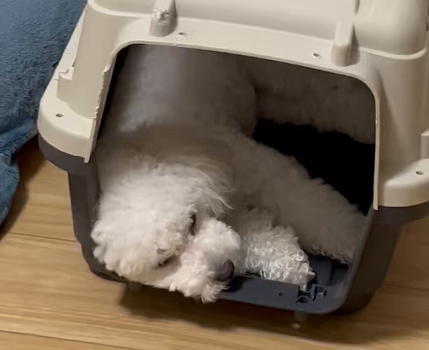 追悼いいねを！ Z/X -Zillions of enemy X- SHiFT 1st Album 「キミが大好きだよ