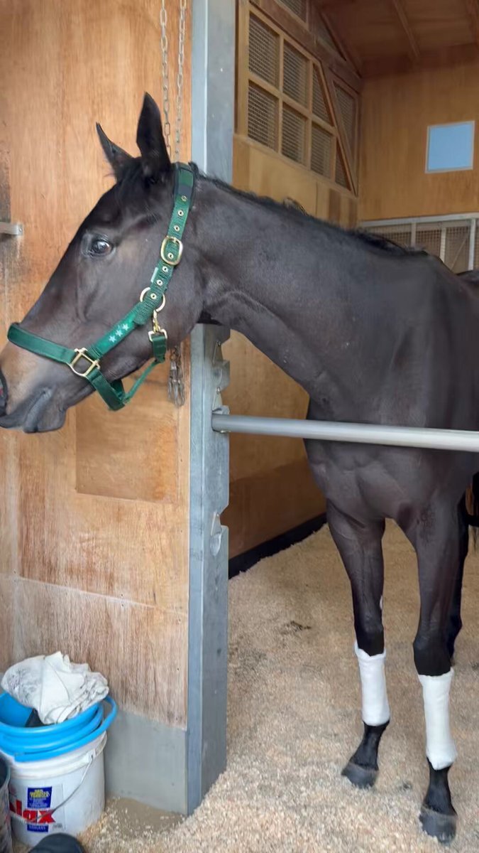 コントレイル産駒アンソニー、デビュー戦で勝利！ 