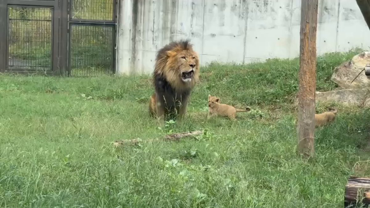 しげぞうライオン けーすけ on X: 