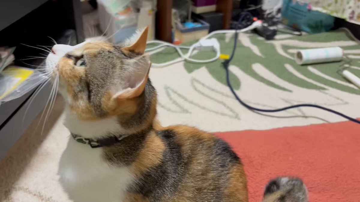 カメムシ、今年は特に多い？