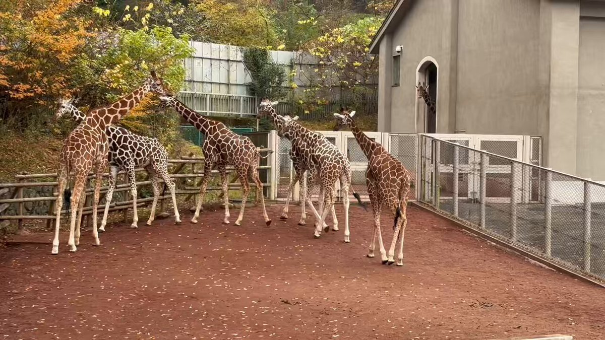 佐倉綾音の「論理ロンリー」、大晦日3時間特番に決定！リスナー興奮