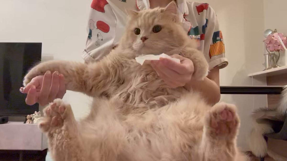 ねこねこ日本史」のYahoo!リアルタイム検索 - X（旧Twitter）を