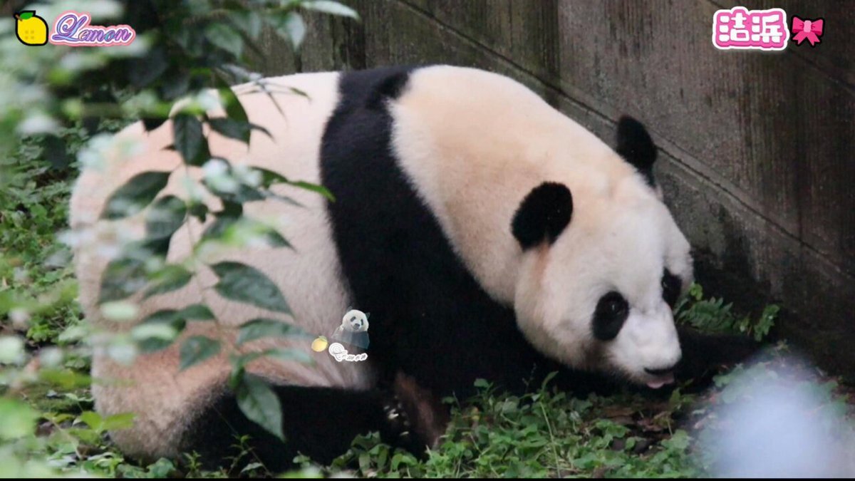 Panda」のYahoo!リアルタイム検索 - X（旧Twitter）を