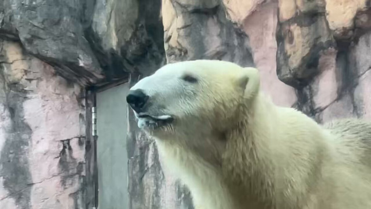 男鹿水族館GAOのモモ、双子出産でファン歓喜！