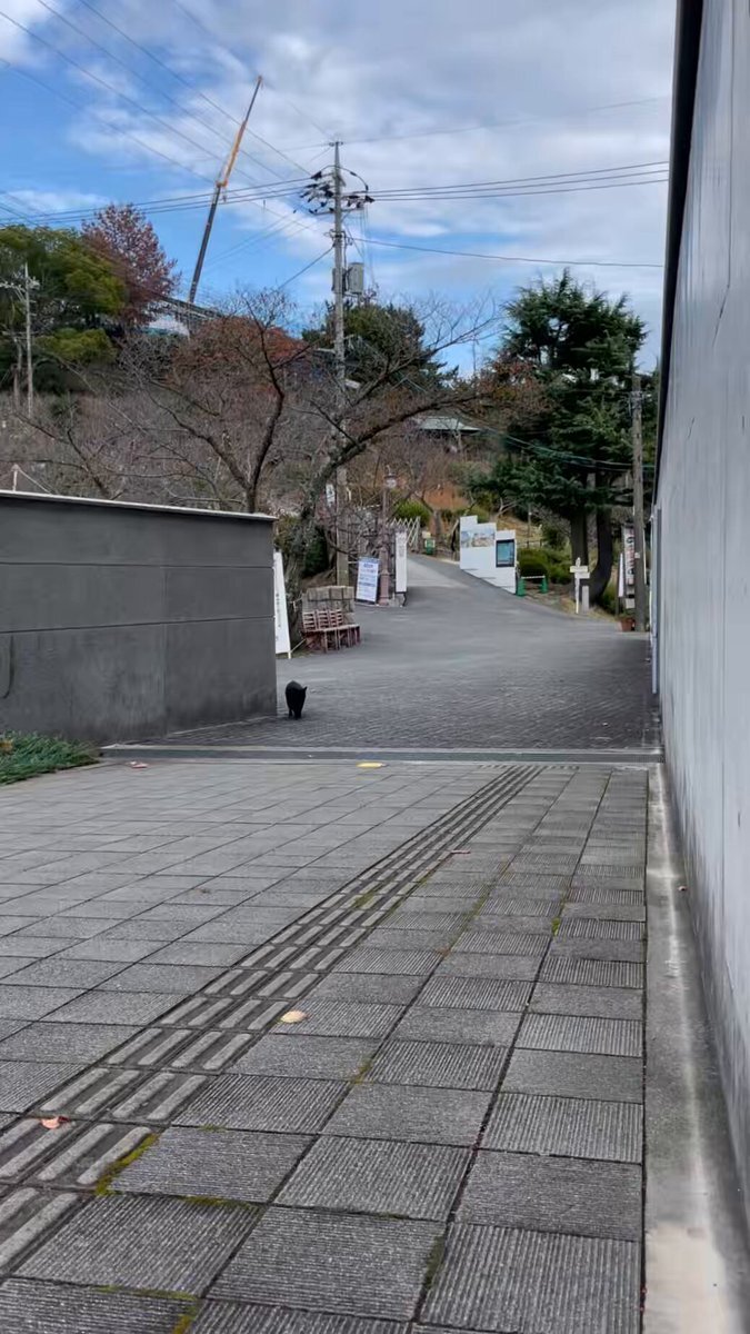 尾道美術館で愛された黒猫ケンちゃん、その思い出は？