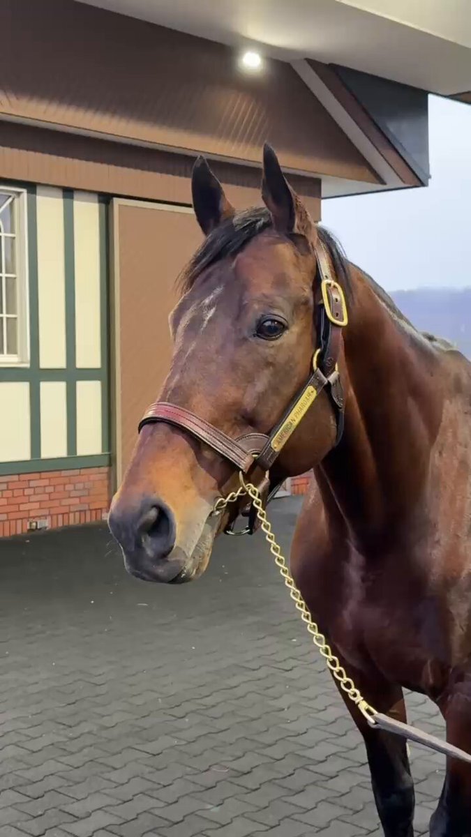 アメリカンファラオ、静内種馬場に無事到着！種付け料は400万円 