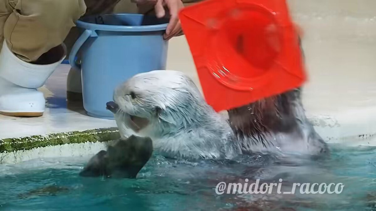 ラッコ Amazon.co.jp: 吉徳 くっつきたい！ラッコ 180231 サイズ：15cm : おもちゃ