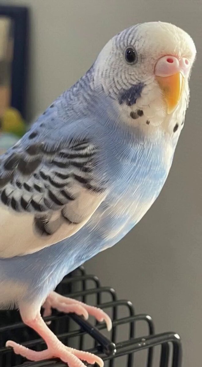 中井亜美選手、GPF銀メダル！真央ちゃんへの想いが光る演技に感動