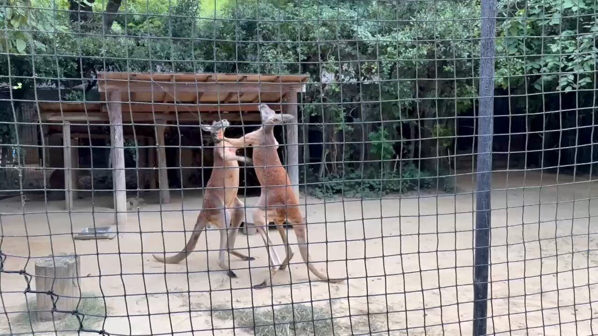 八木山動物公園」のYahoo!リアルタイム検索 - X（旧Twitter）を
