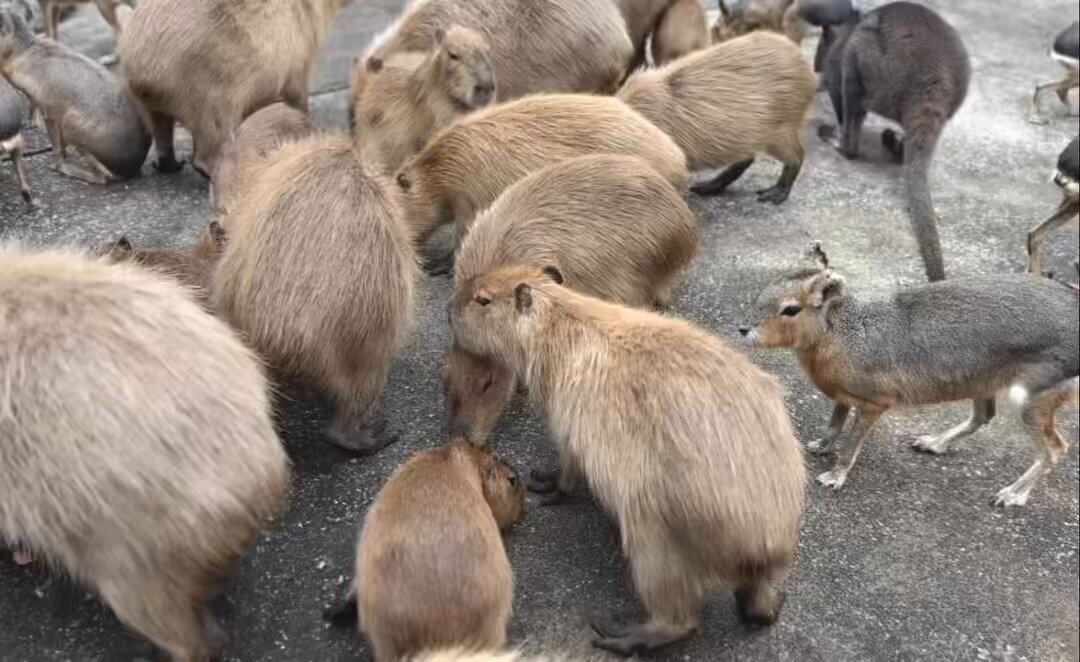 カピバラ様ご確認ページ 仙台】八木山動物公園にカピバラさんがやってきた！ピザもうまい