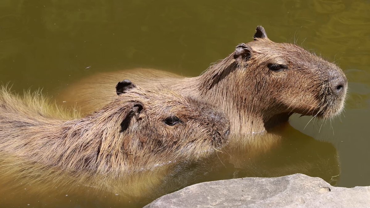 かぴばら I6E0banB_200x200.jpg