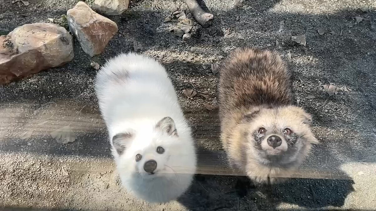 たぬき」のYahoo!リアルタイム検索 - X（旧Twitter）をリアルタイム検索