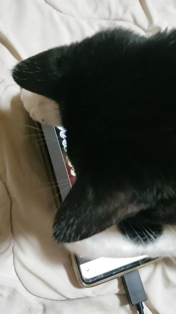 ねこ 楽天市場】【49%引き】 ムサシ ソーラー猫しっし（REP-610） 超