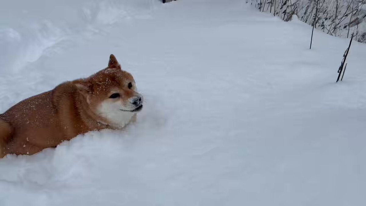 柴犬」のYahoo!リアルタイム検索 - X（旧Twitter）をリアルタイム検索
