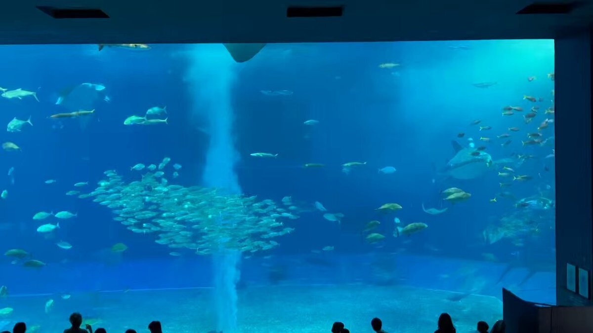 美ら海水族館誕生秘話に感動！プロジェクトXで話題沸騰