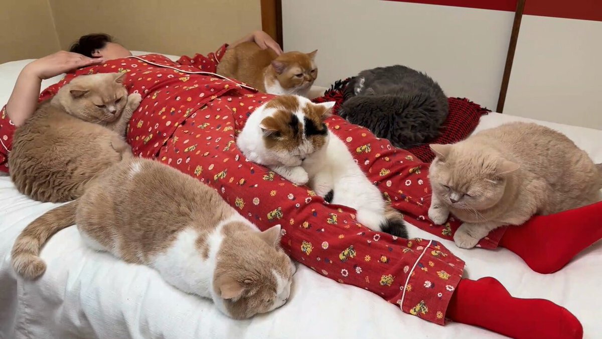 ねこ　三つ繋がってるやつ ねこ三つ繋がってるやつ