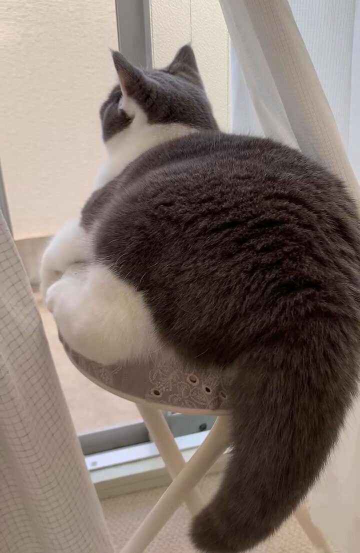 ねこ 4523251033116_00.jpg
